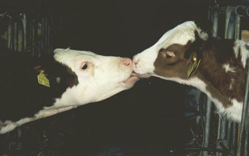mucca e vitellino